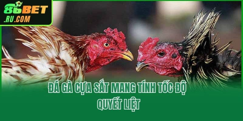 Đá gà cựa sắt mang tính tốc độ quyết liệt