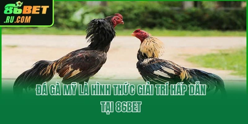 Đá gà Mỹ là hình thức giải trí hấp dẫn tại 86bet